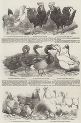 The Poultry Exhibition at Birmingham
